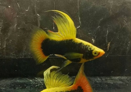Пецилия черная высокоплавничная (Xiphophorus variatus Black hifin Platy)