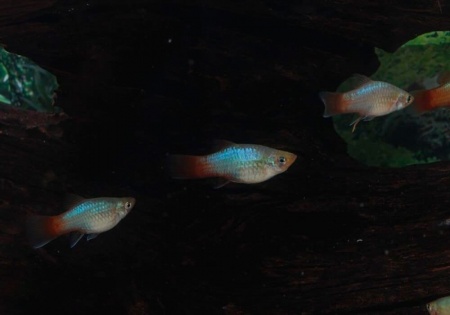 Пецилия голубой корал (Xiphophorus maculatus Blue Coral Platy)