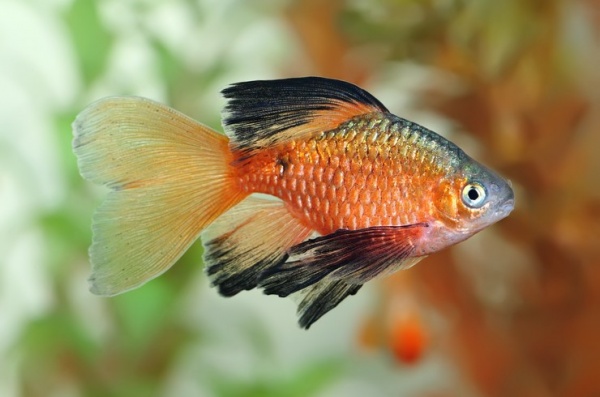 Барбус огненный вуалевый (Barbus conchonius) 5-6см