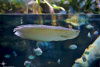 Арована серебристая Южноамериканская (Osteogssum bicirrhosum) 8-10 см