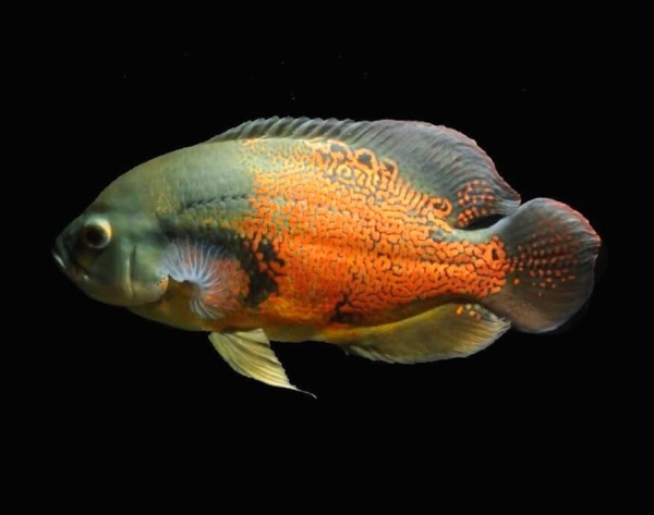 Цихлида Астронотус ореховый 5-6 см (Astronotus Ocellatus)