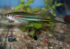 Меченосец Геллера кои красноглазый (Xiphophorus helleri Koi Red Eye)