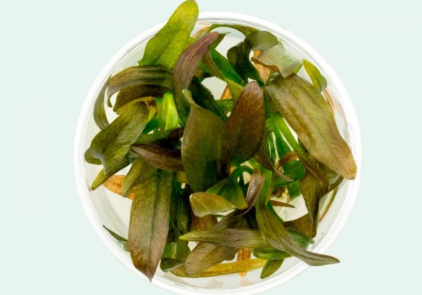 Эхинодорус розе розовый (Echinodorus Rose)