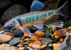 Закко обыкновенный (Zacco platypus) или Pale chub