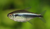Неон чёрный (Hyphessobrycon herbertaxelrodi)