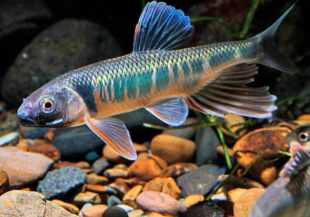 Закко обыкновенный (Zacco platypus) или Pale chub