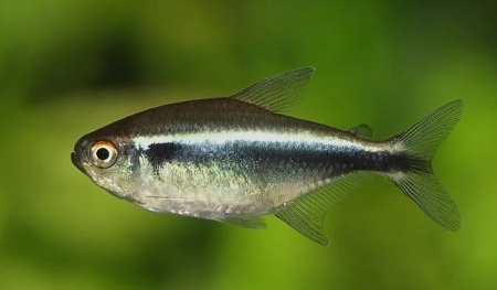 Неон чёрный (Hyphessobrycon herbertaxelrodi)