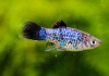 Пецилия голубая ситцевая (Xiphophorus maculatus Blue Calico Platy)