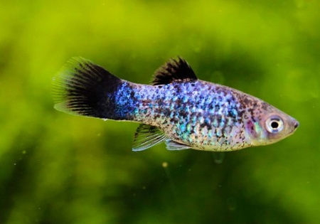 Пецилия голубая ситцевая (Xiphophorus maculatus Blue Calico Platy)