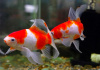 Золотая рыбка Комета красно-белая (Goldfish Comet red-white)