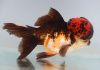 Оранда трехцветная (Goldfish Oranda trikolor)