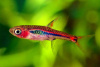 Микрорасбора светлячок (Boraras urophtalmodies)
