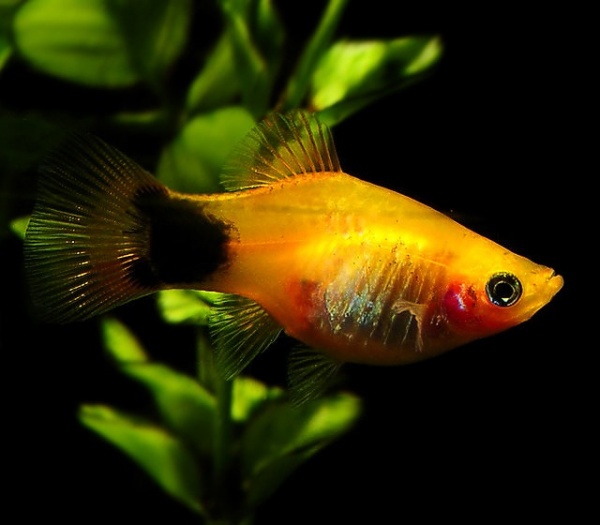 Пецилия солнечная Микки Маус  (Xiphophorus maculatus sunburst Mickey Mouse Platy)