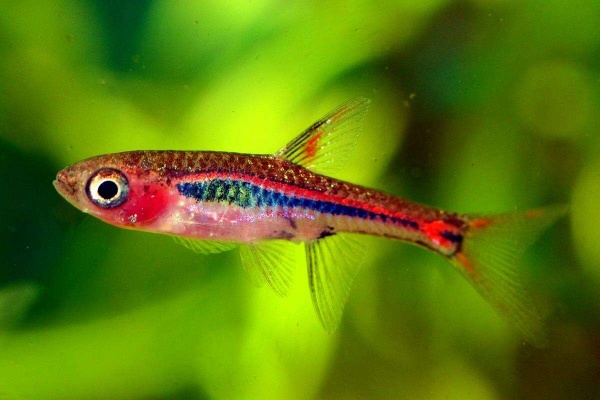Микрорасбора светлячок (Boraras urophtalmodies)