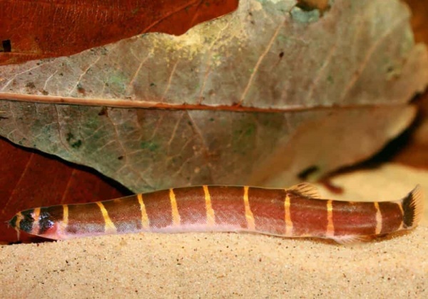 Акантофтальмус Майерса (Acanthophthalmus myersi)