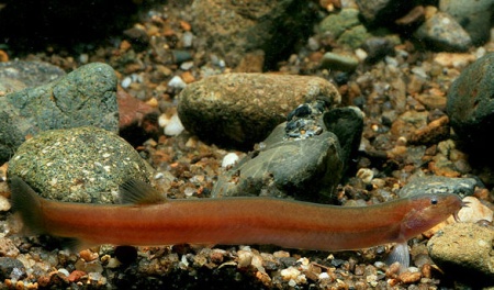 Акантофтальмус Блэк Яванский (Acanthophthalmus Pangio oblonga ) P.javanicus)