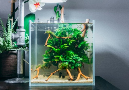 Анубиас Нана бонсай петит (Anubias-nana-petite)