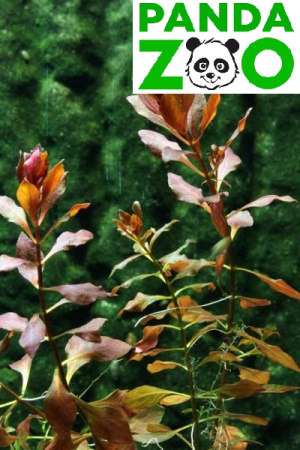 Ludwigia sp. Super Red- Людвигия супер ред  L073