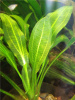 Эхинодорус Аргентинский (Echinodorus argentinensis)