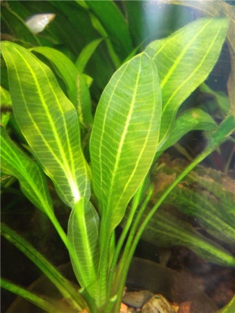 Эхинодорус Аргентинский (Echinodorus argentinensis)