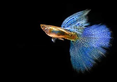 Гуппи голубая трава (Guppy Blue grass)