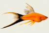 Меченосец Берлинский вильчатый (Xiphophorus helleri Red Lyretail wagtail Sword)