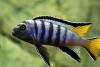 Цихлида Элонгатус псевдотрофеус Мпанга (pseudotropheus elongatus mpanga)