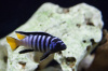 Цихлида Элонгатус псевдотрофеус Мпанга (pseudotropheus elongatus mpanga)