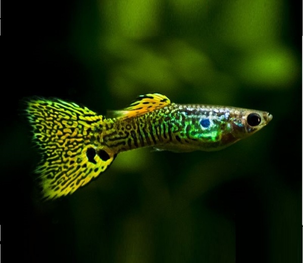 Гуппи кобра зеленая (Guppy Cobra green)