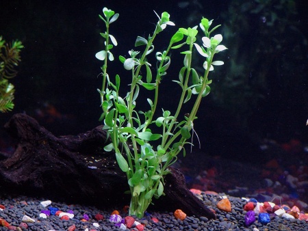 Бакопа Монье (Bacopa monnieri)