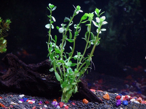 Бакопа Монье (Bacopa monnieri)