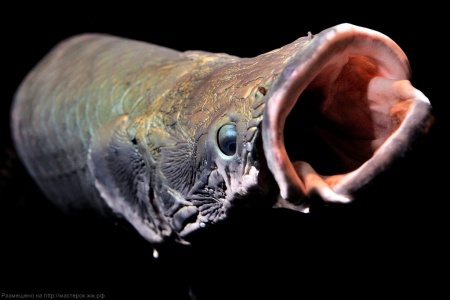 Арапаима гигантская (лат. Arapaima gigas) 10-15 см (малек)
