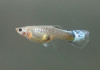 Гуппи синий бриллиант (Guppy Blue Diamond)