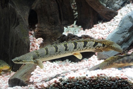 Полиптерус Дельгези (Polypterus delhezi) 5-7 см