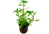 Гигрофила многосеменная ярко-розовый (Hygrophila polysperma Rosanervig)