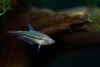 Гурами Карликовый Искрящийся (Пумила) (Trichopsis pumila) 2,2-2,5 см