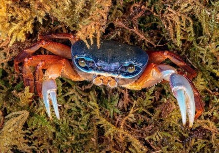 Краб радужный  (Cardisoma armatum) Самец