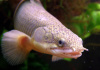 Полиптерус Сенегальский (Polypterus senegalus) 5-6 см 