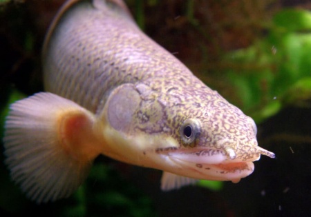 Полиптерус Сенегальский (Polypterus senegalus) 5-6 см 