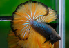 Петушок Халф Мун горчичный газ самец (Betta splendens Halfmoon Mustard Gas)