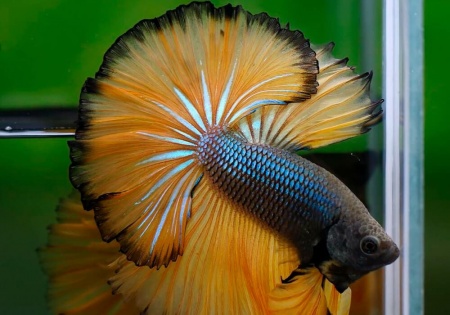 Петушок Халф Мун горчичный газ самец (Betta splendens Halfmoon Mustard Gas)