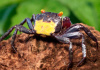 Краб Вампир Желтая спина САМЕЦ  (Geosesarma bicolor sp. Yellow male)