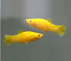 Моллинезия желтая (Poecilia sphenops Gold Molly)