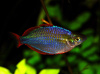 Радужница Неоновая (Melanotaenia Praecox)