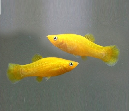 Моллинезия желтая (Poecilia sphenops Gold Molly)