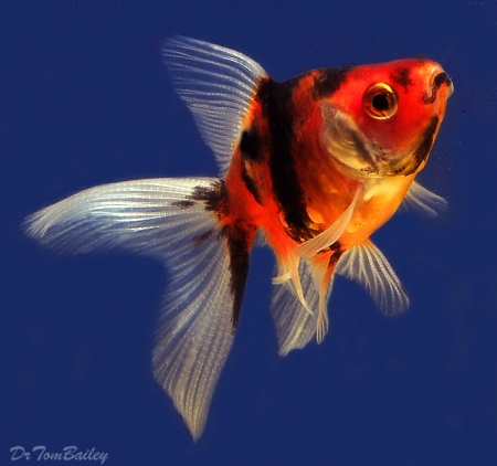 Риукин красно-черный (Goldfish Ryukin red-black )