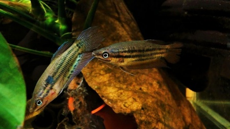 Гурами Ворчащий (Trichopsis vittata)