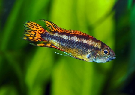 Цихлида Апистограмма Какаду (apistogramma-cacatuoides)