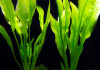Эхинодорус амазонский Амазонка (Echinodorus amazonicus)