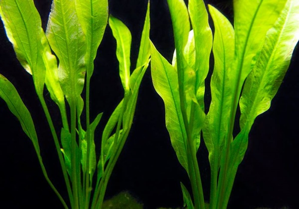 Эхинодорус амазонский Амазонка (Echinodorus amazonicus)